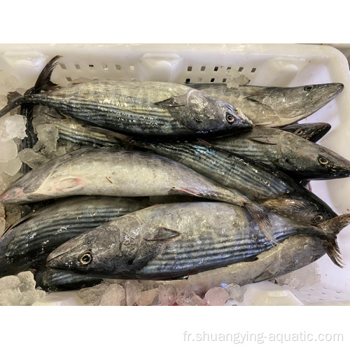 Frozen Auxis Thazard Bonito Skipjack Taille 1kg Up